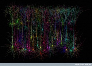 Computer Simulated Pyramidal Neurons                  
